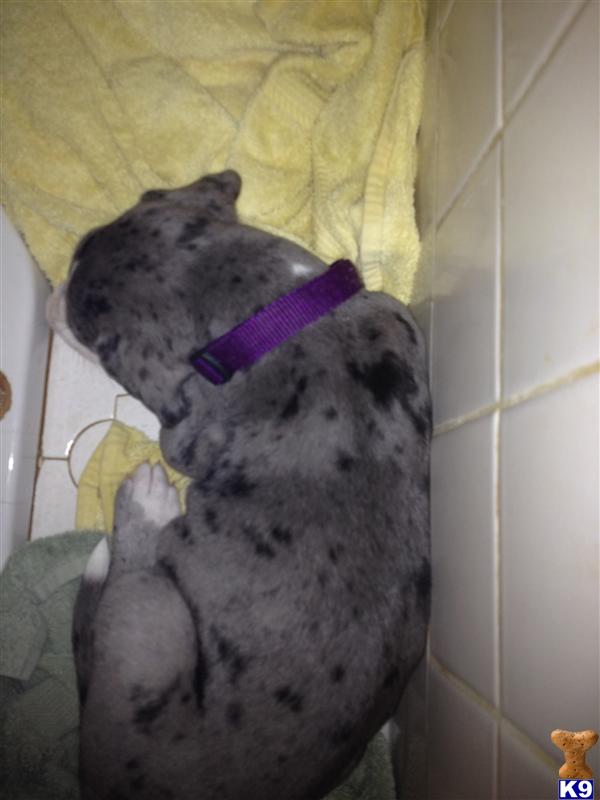 Great Dane Puppies in TX